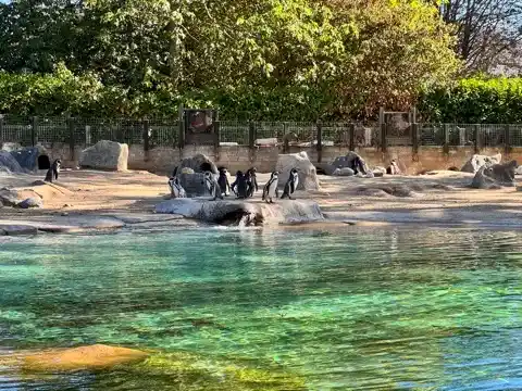 Penguins