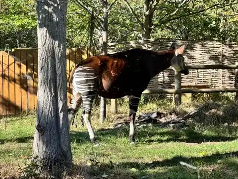 Okapi