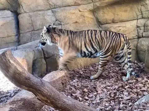 Sumatran tiger at the London Zoo