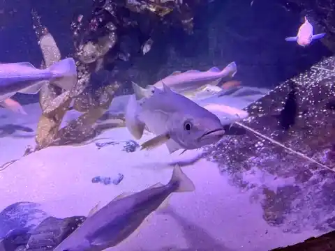 Fish at the London Aquarium
