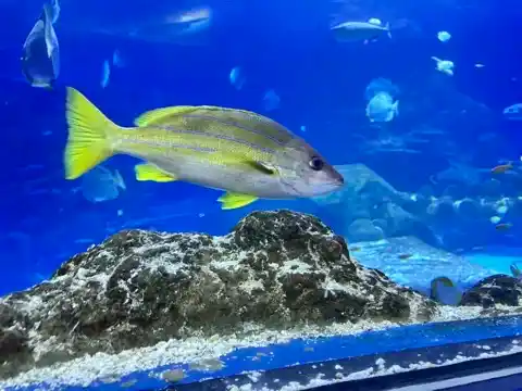 More fish at the London Aquarium