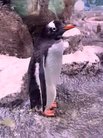 A penguin at the London Aquarium