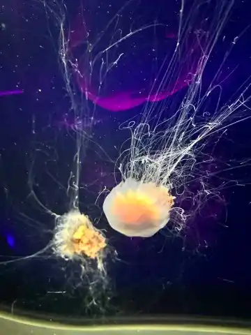 Jellyfish at the London Aquarium