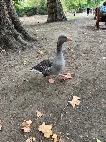 A friendly duck in St. James's Park