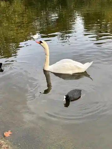 A swan in the pond